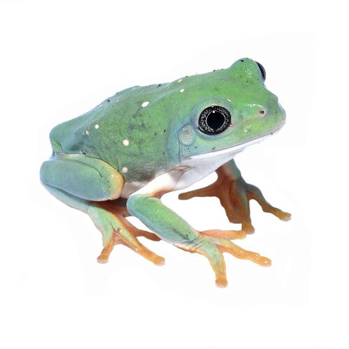 Mexican Giant Leaf Frog